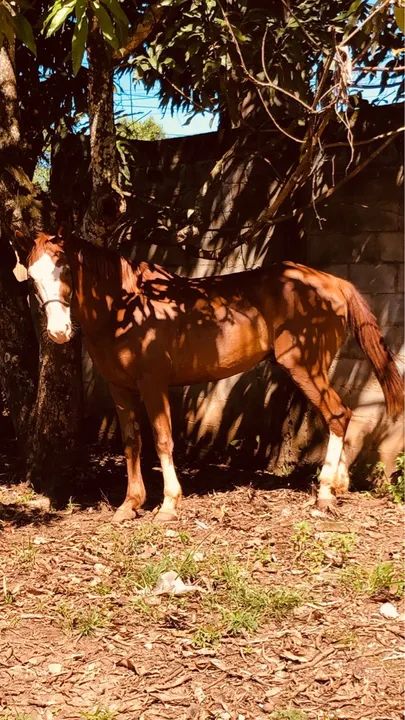 Cavalo para venda - Foto 4