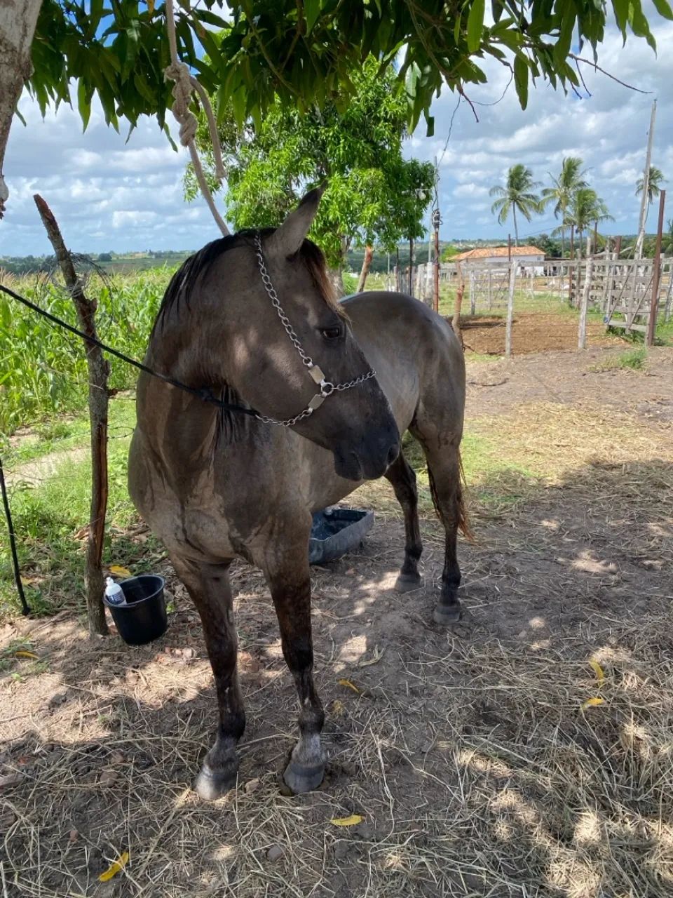 Égua mestiça de QM - Foto 2