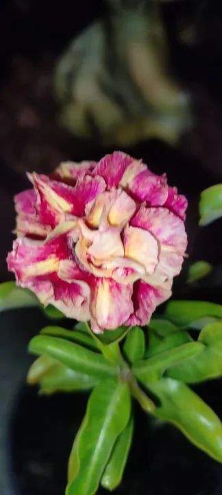 Rosas do deserto - cores exóticas e diferenciadas  - Foto 6