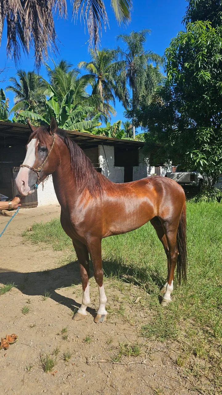 Cavalo Mangalarga - Marcha Batida