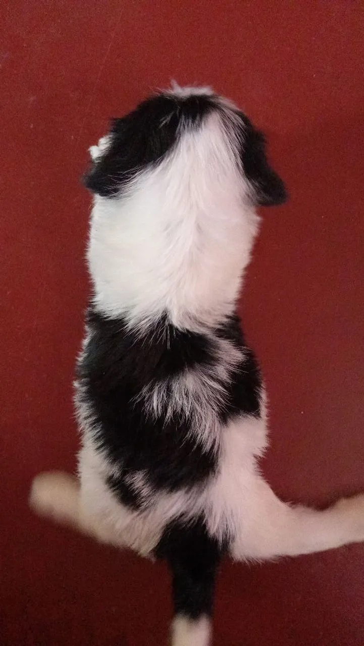 Filhote de shih tzu