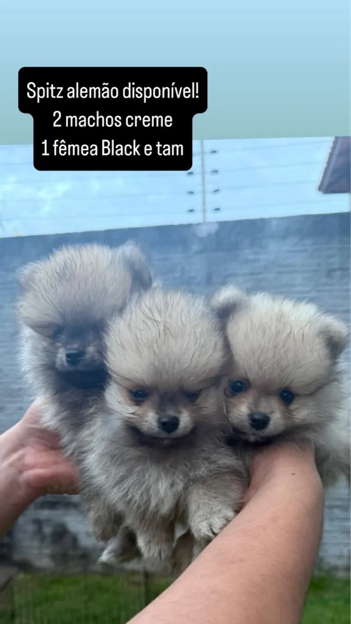 Filhotes Spitz Alemão Disponíveis