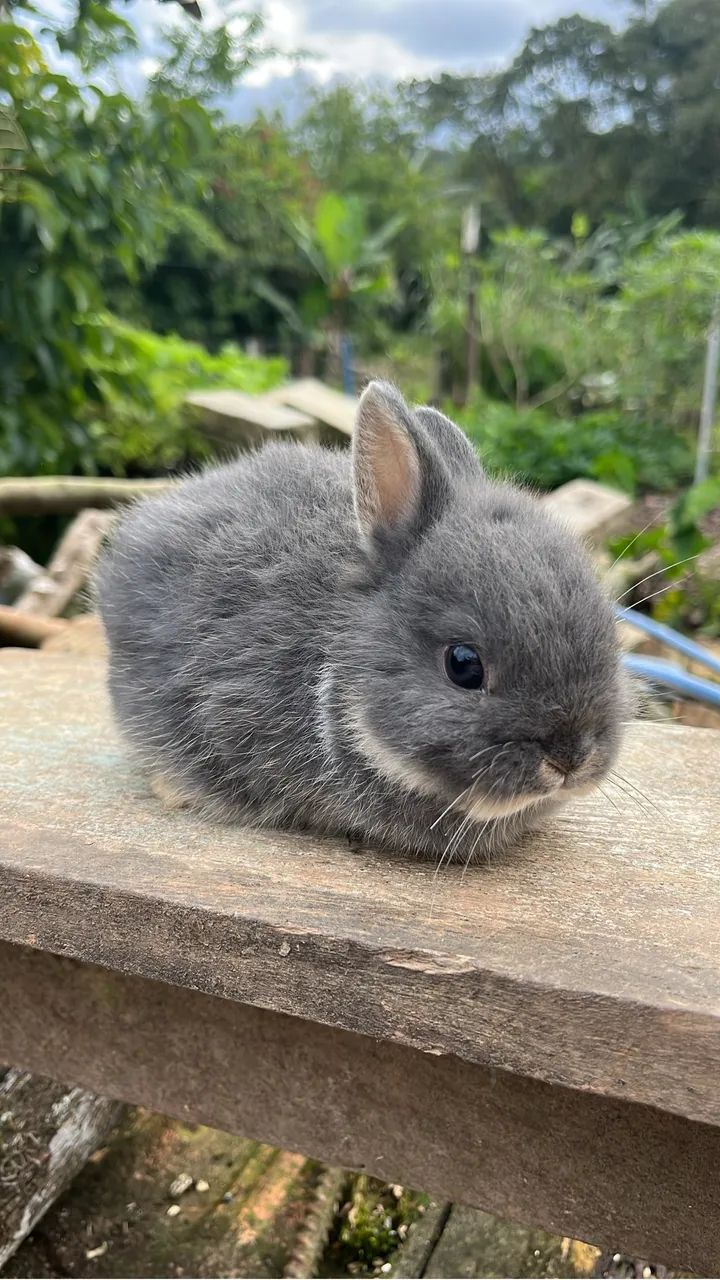 Filhotes mini coelho Netherland - Machos64167793961730120