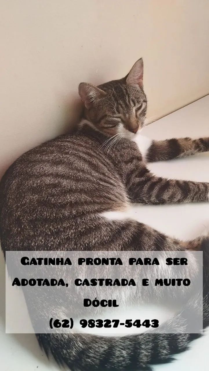 Gata castrada pra doação interessado me chamar no ZAP.