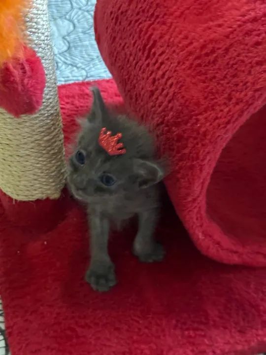 Seus Autênticos Chartreux a Melhor Escolha Sempre !! - Foto 2