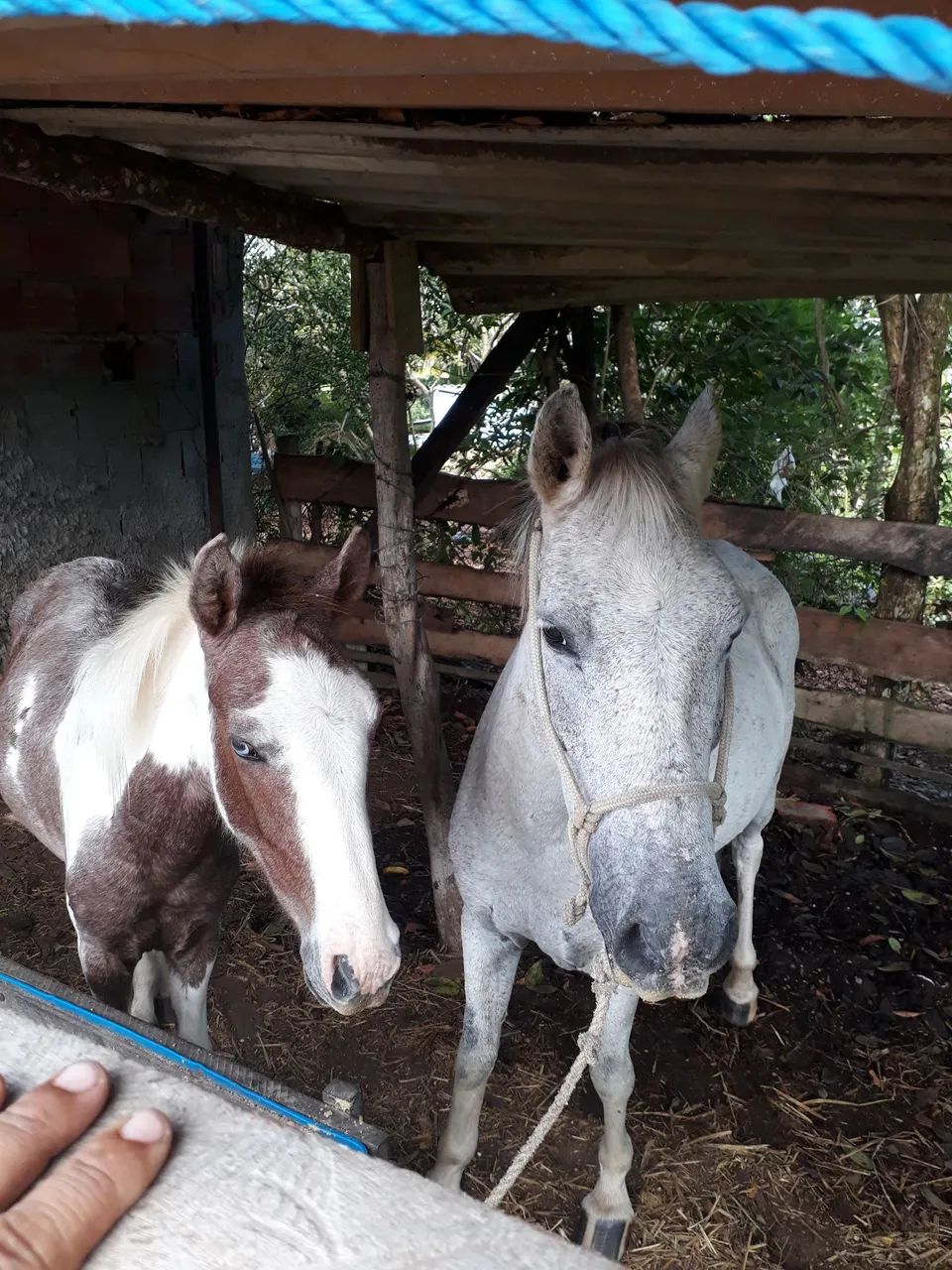 Dois cavalos para venda - Foto 2