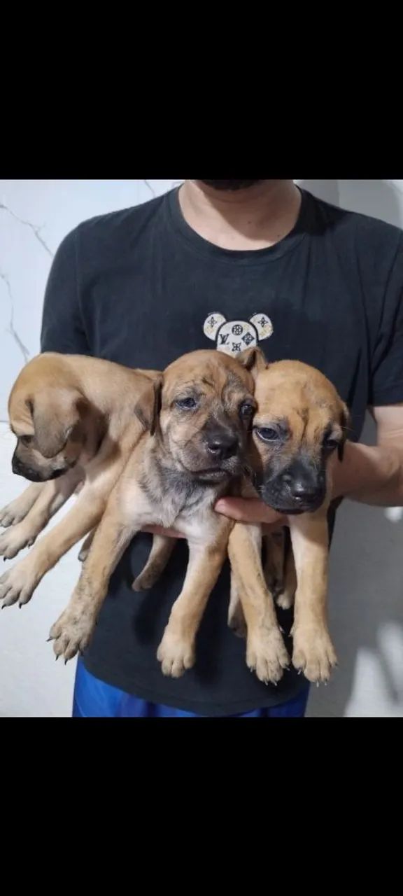 Doação cachorrinhas