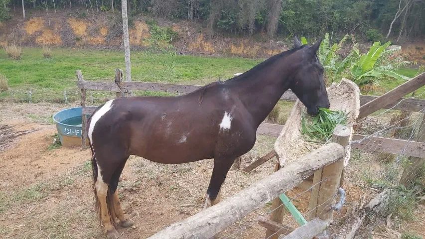 Égua Mangalarga Pampa de Preto, Marcha Batida, Registrada. - Foto 2