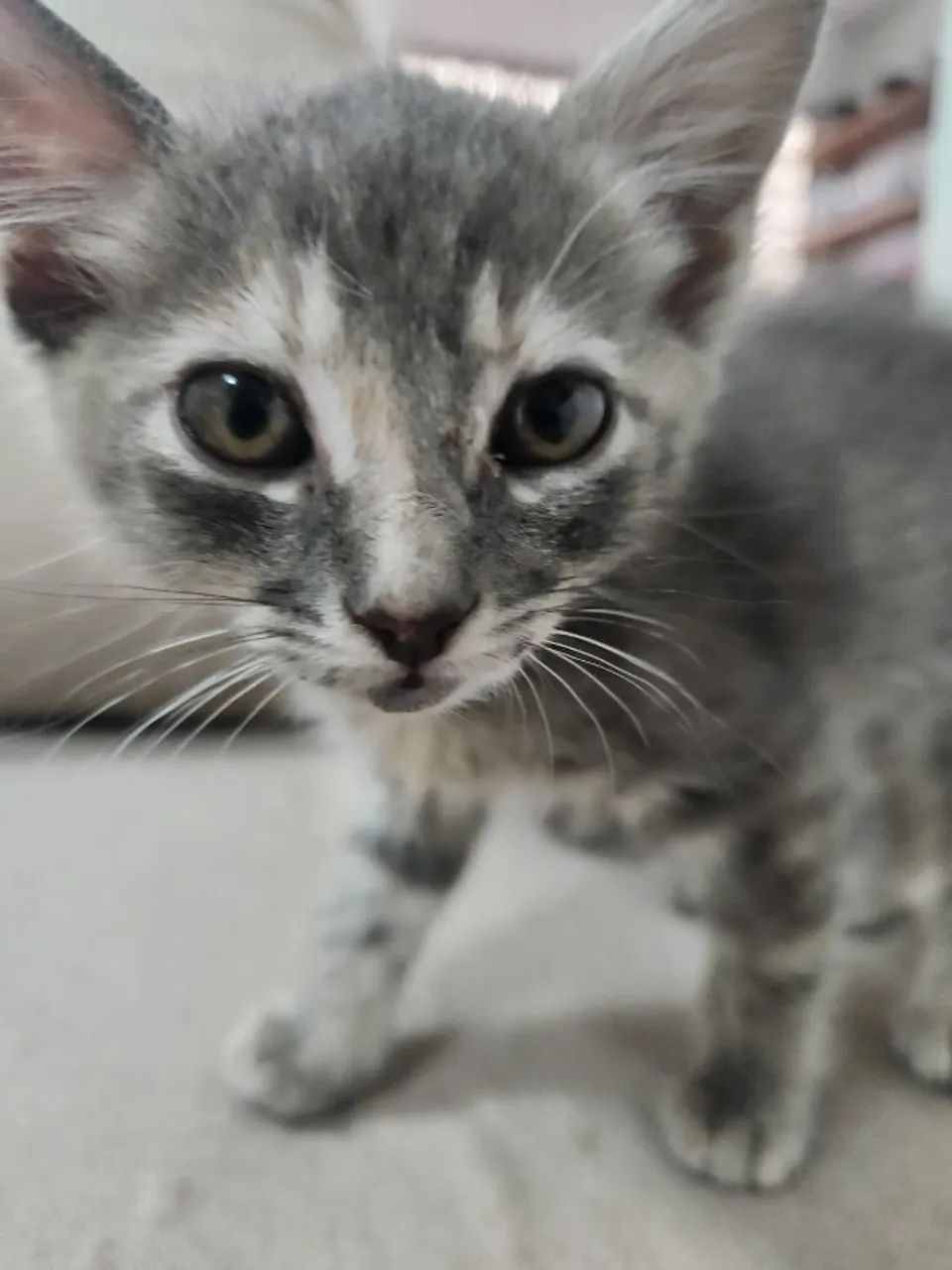 Casal de gatinhos super fofos para adoção