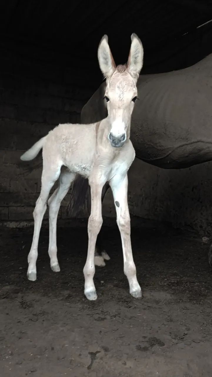 Jumento pêga coberturas disponíveis - Foto 4