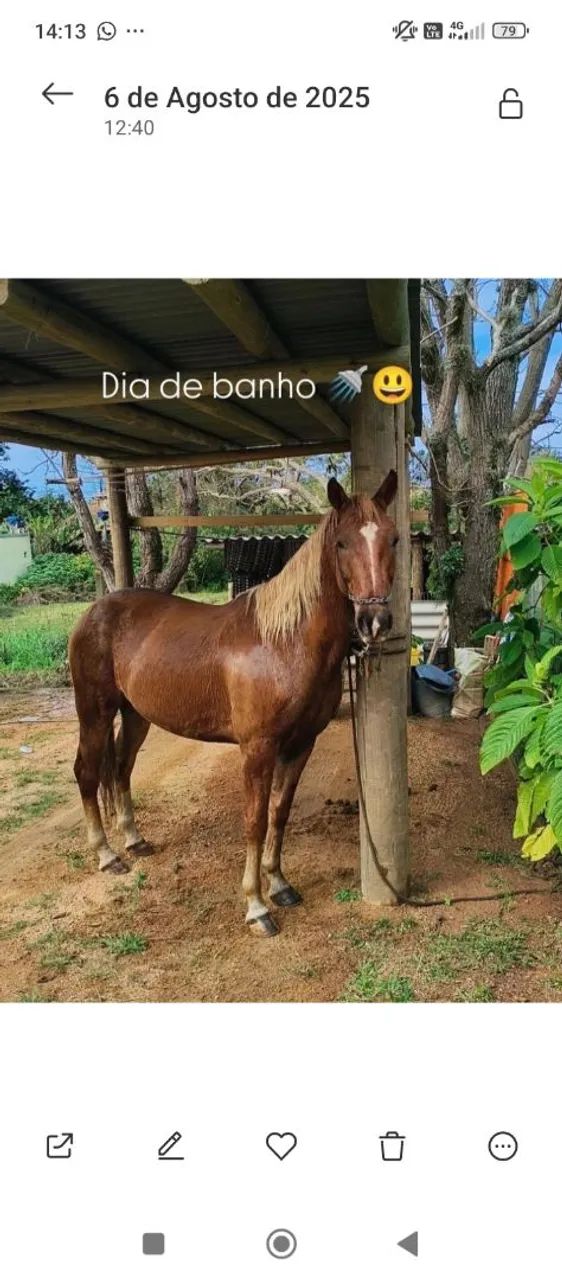 Vendo cavalo alazão  - Foto 3