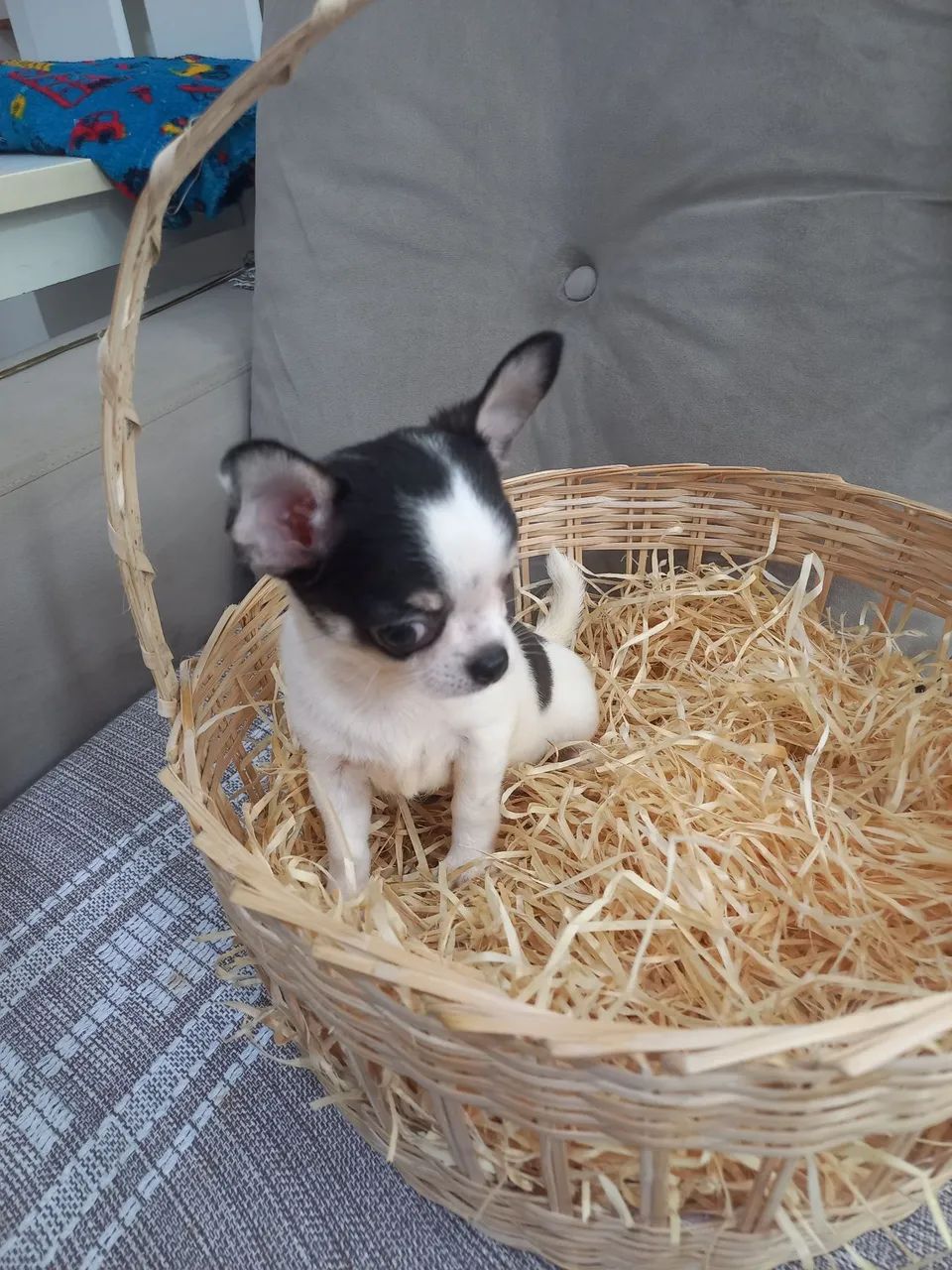 Chihuahua Macho - Foto 5