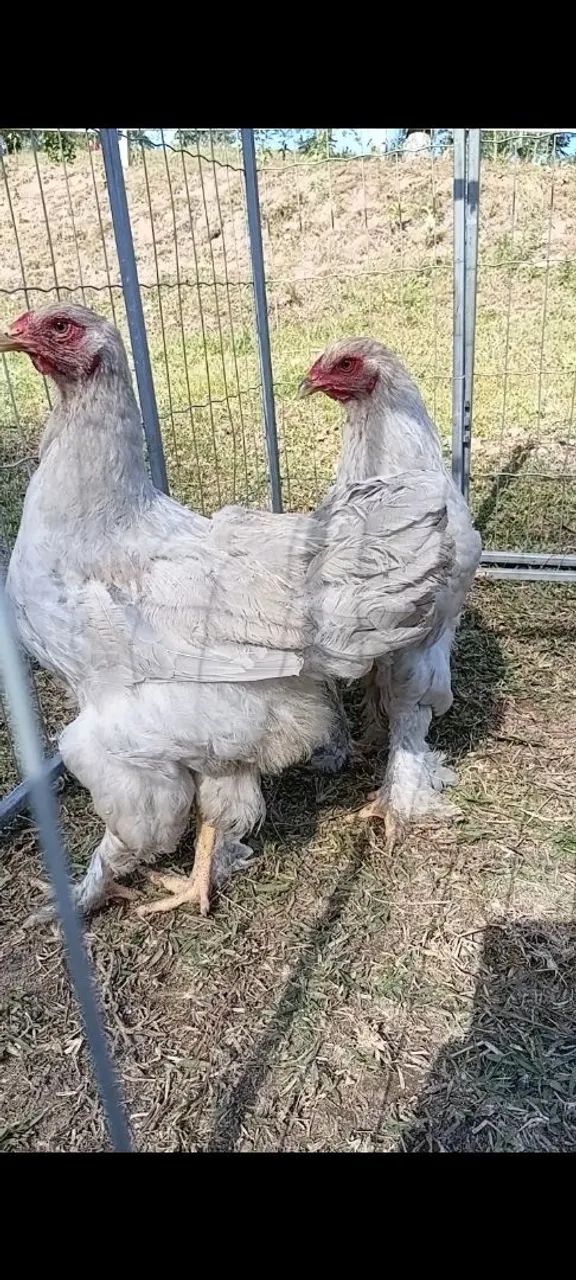 Galo brahma isabela e lemon - Foto 2