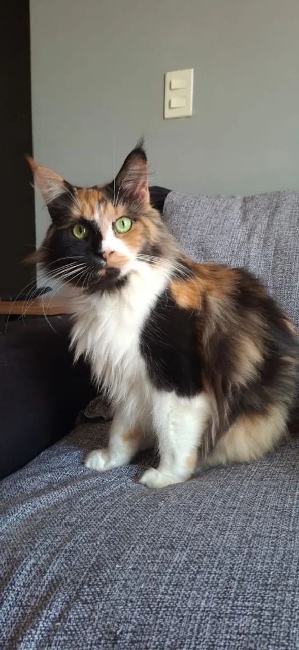 Maine Coon filhotes a pronta entrega  - Foto 6