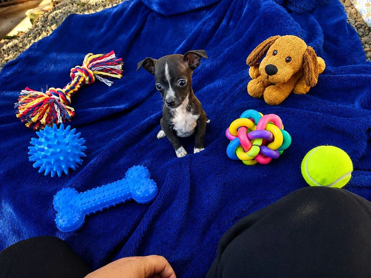 Pinscher zerinho - Foto 3