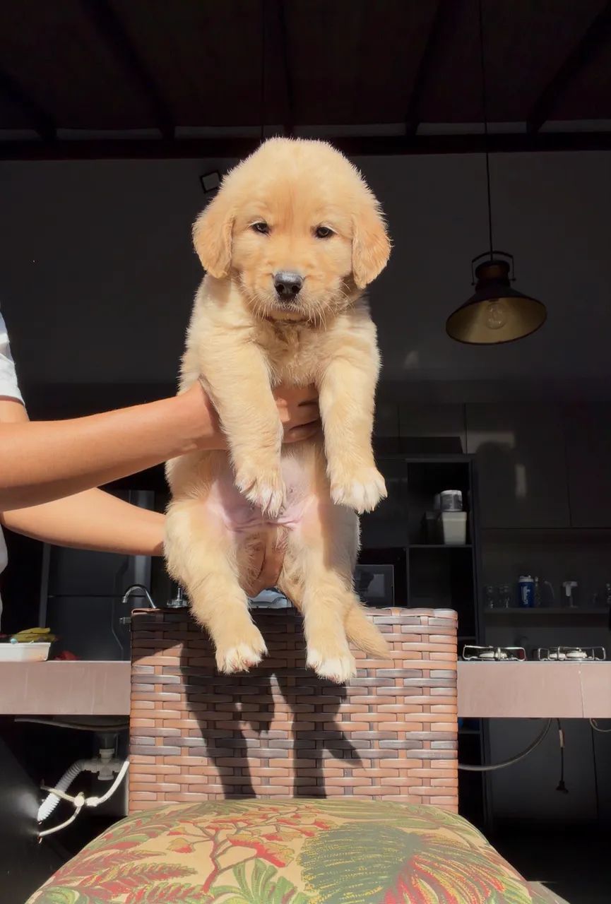 Golden retriever  - Foto 3