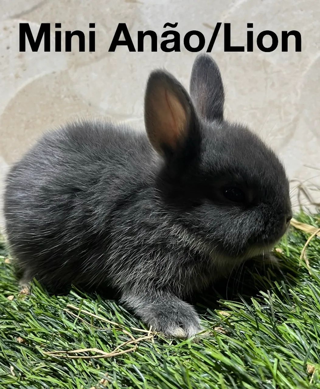 Mini Lion e mini anão  - Foto 2