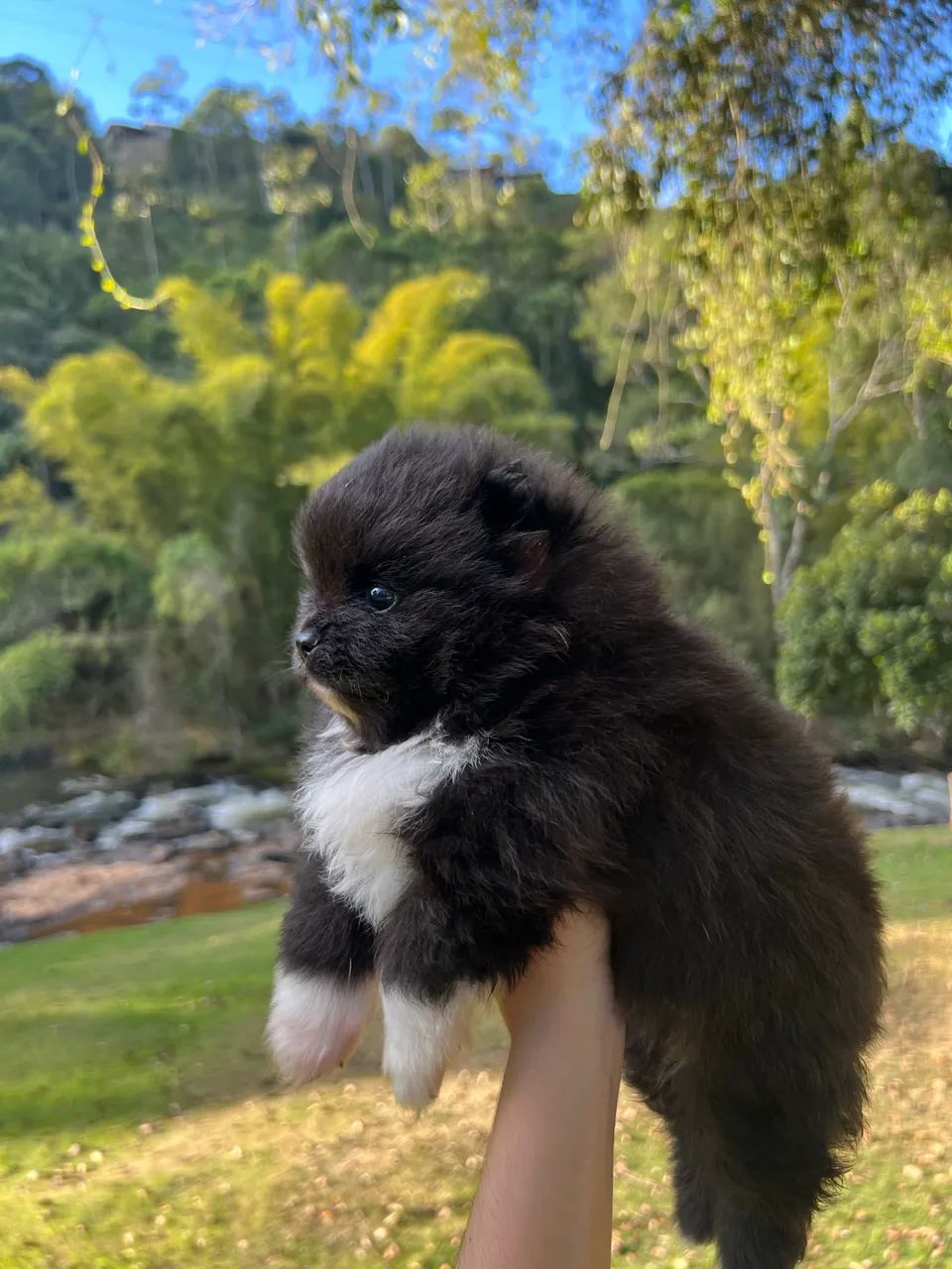 Spitz alemão anão