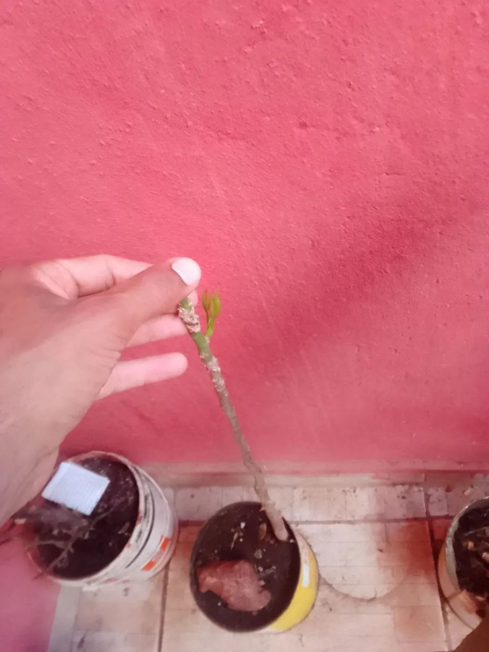 Plantas - Foto 3