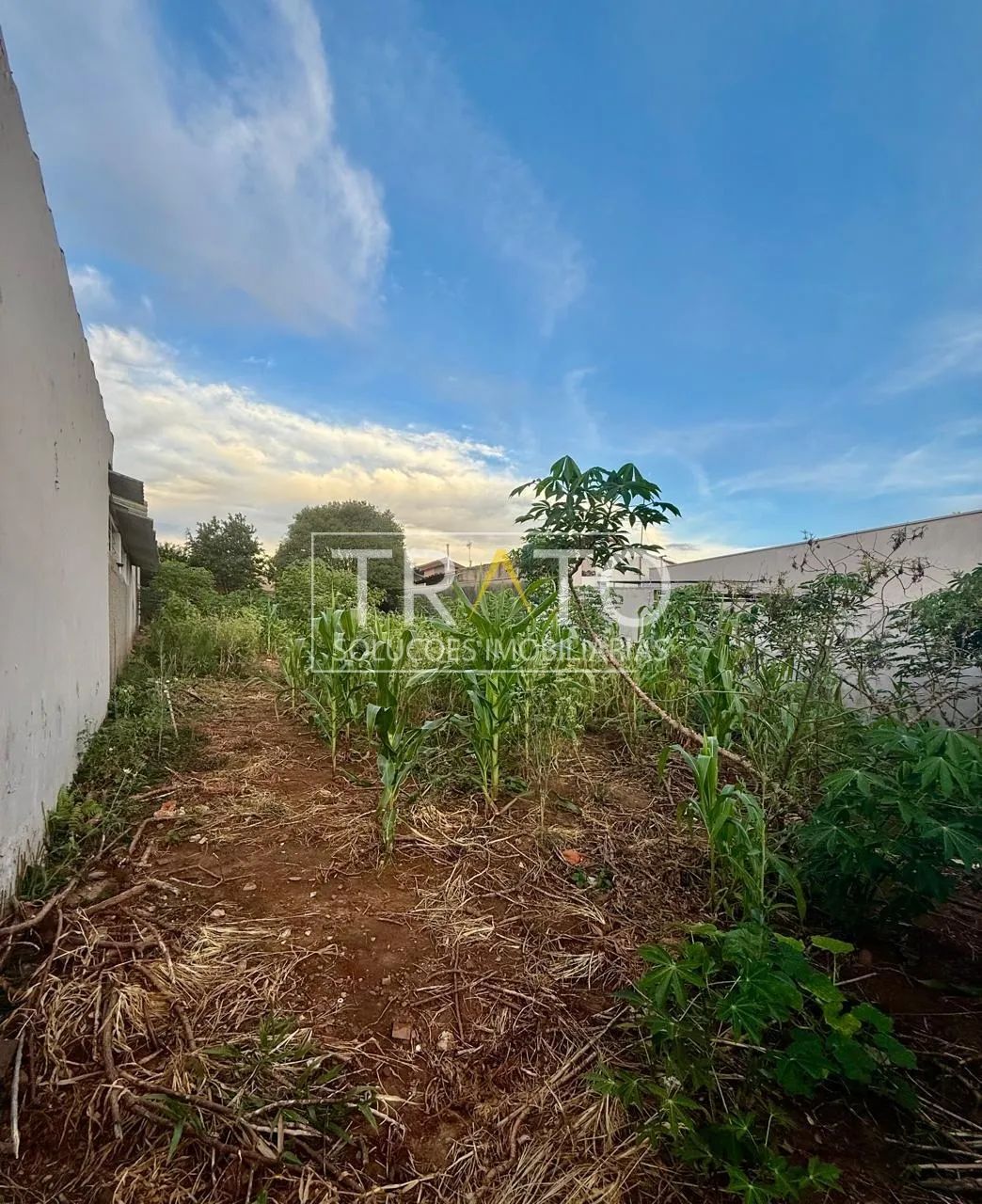 terreno - Cidade Jardim - Campinas - Foto 2