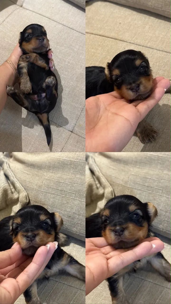 Vendas leia antes 