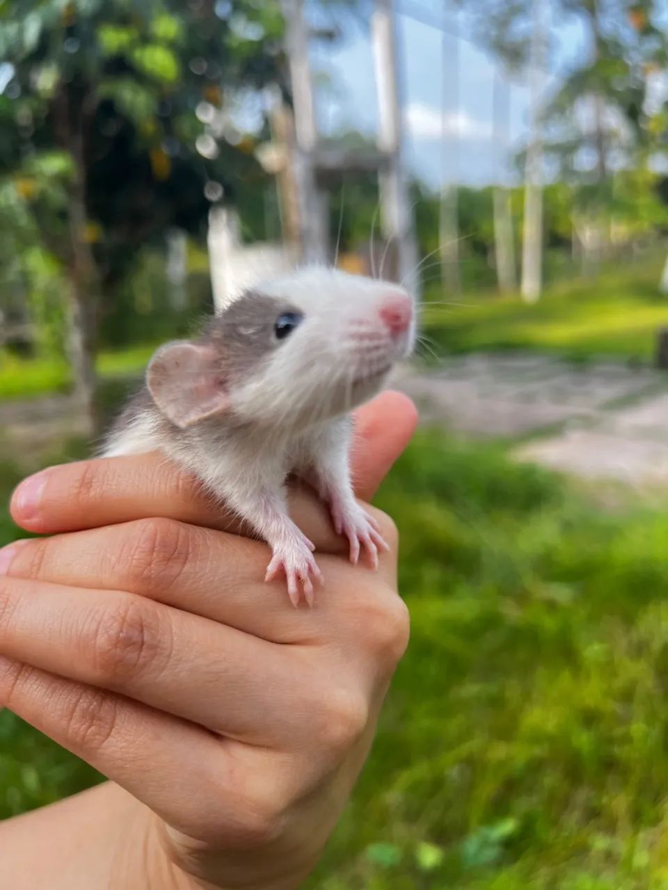 RATO TWISTER/ MERCOL - Foto 4