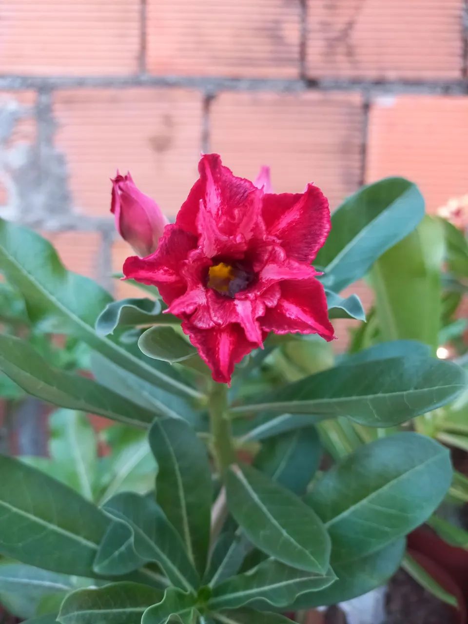 Vende rosa do deserto exertada várias cores  - Foto 3