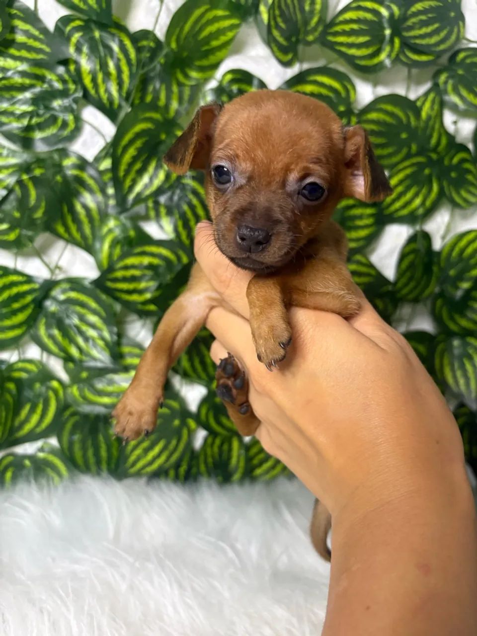 Pinscher zero macho - Foto 4