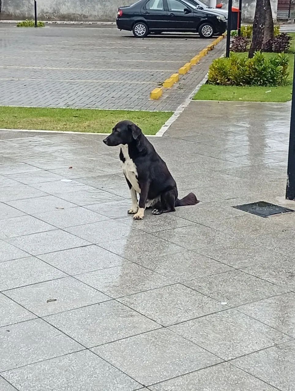 Doação cachorro  - Foto 3