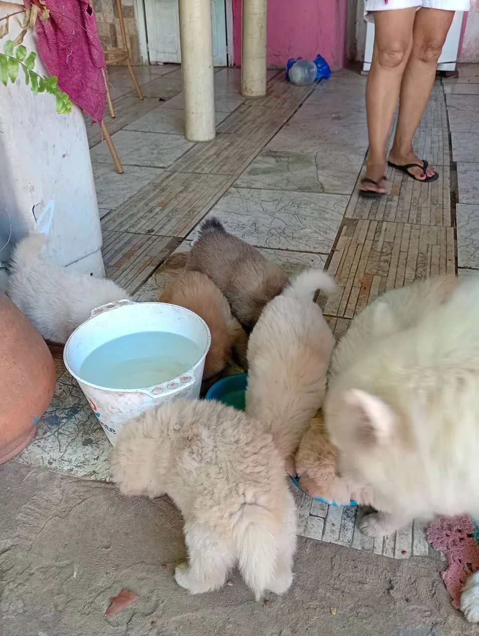 Filhote de Spitz indiano e Chow Chow  - Foto 3