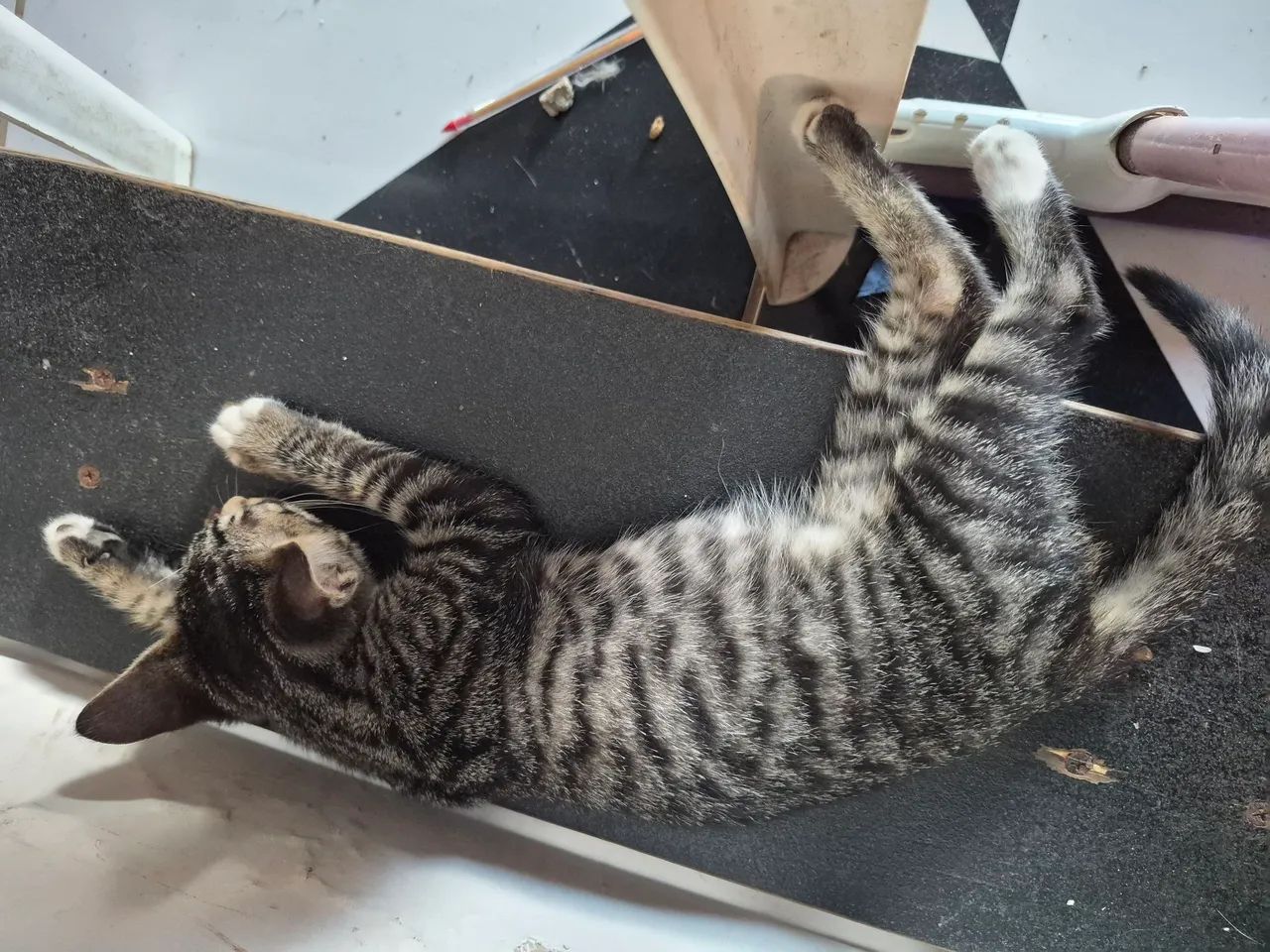 Gatinha listrada  - Foto 2