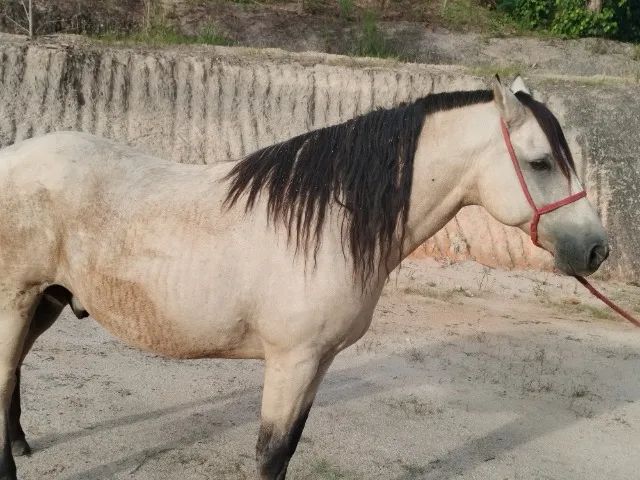 Cavalo  - Foto 2