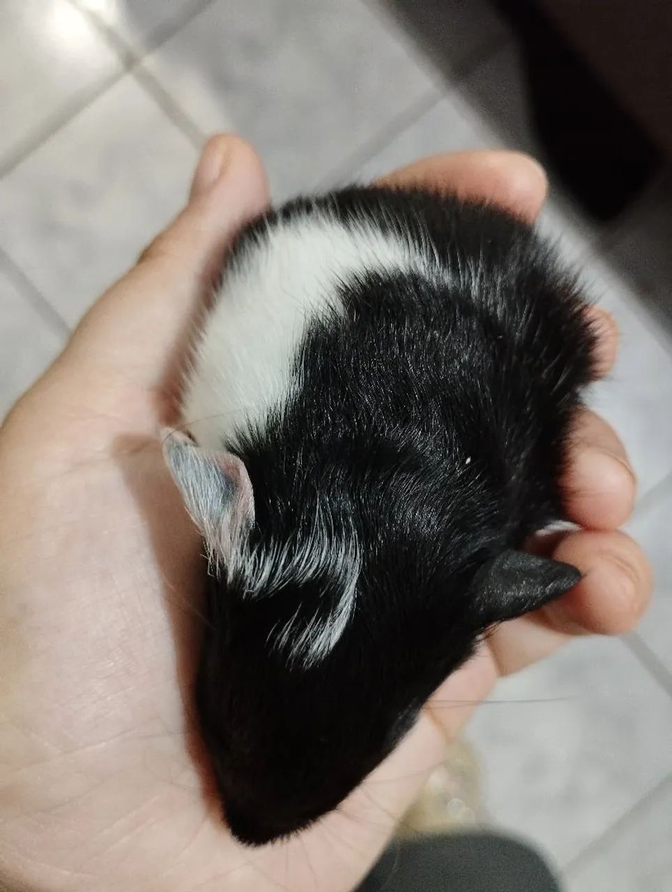 Porquinho da índia filhote macho - Foto 4