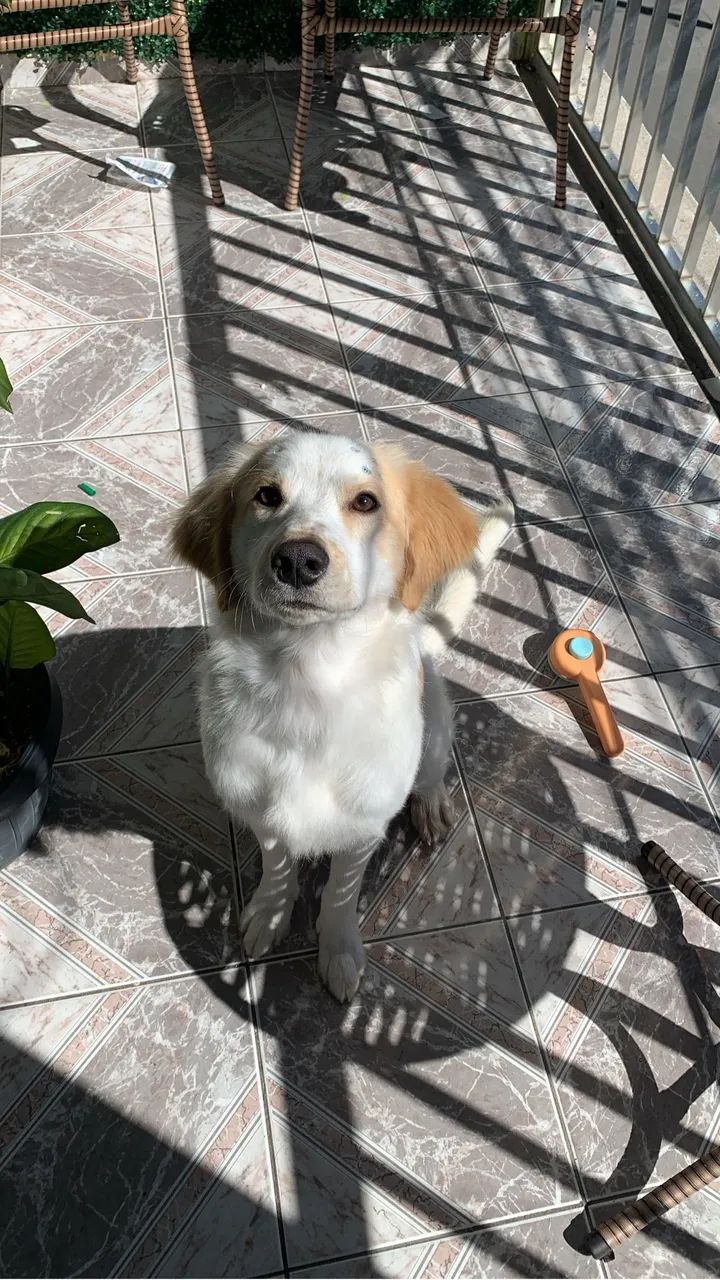 Cachorro para doação  - Foto 3