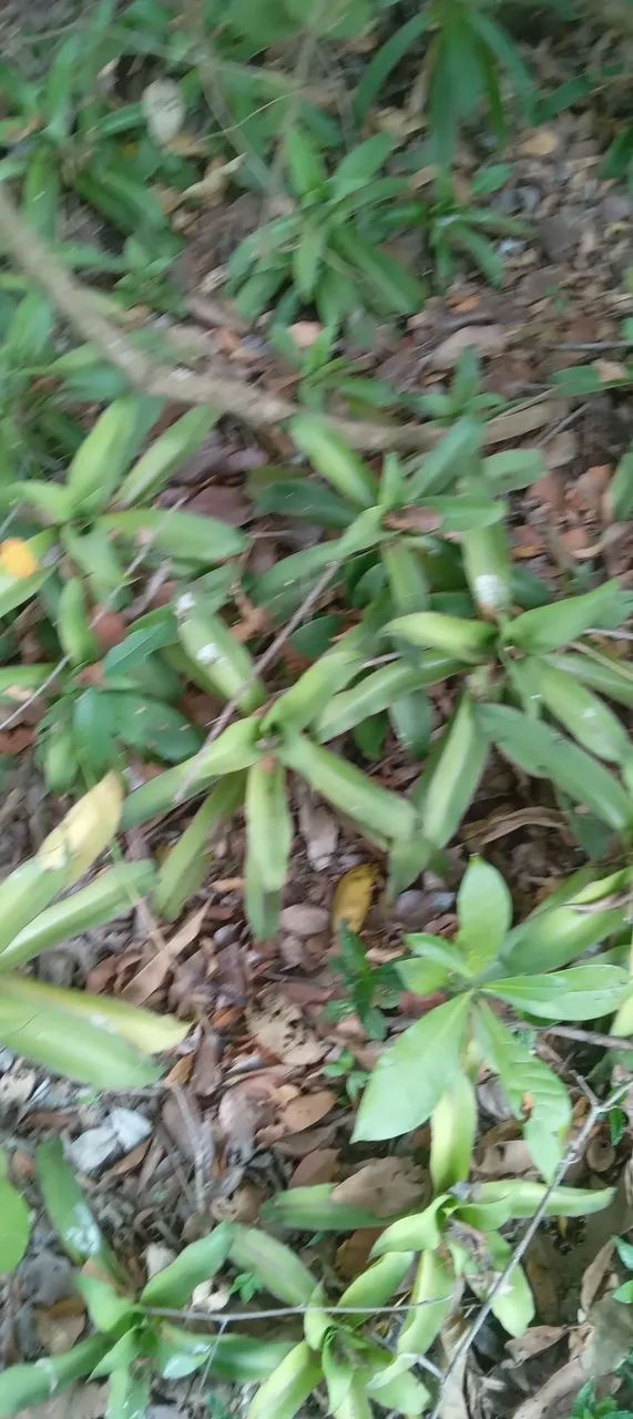3 mudas de Calysia Fragrans - raíz nua - Foto 3