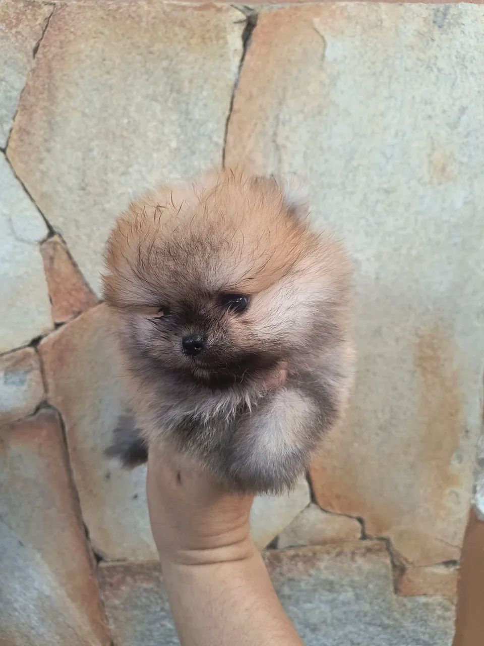 Spitz alemão macho - Foto 2