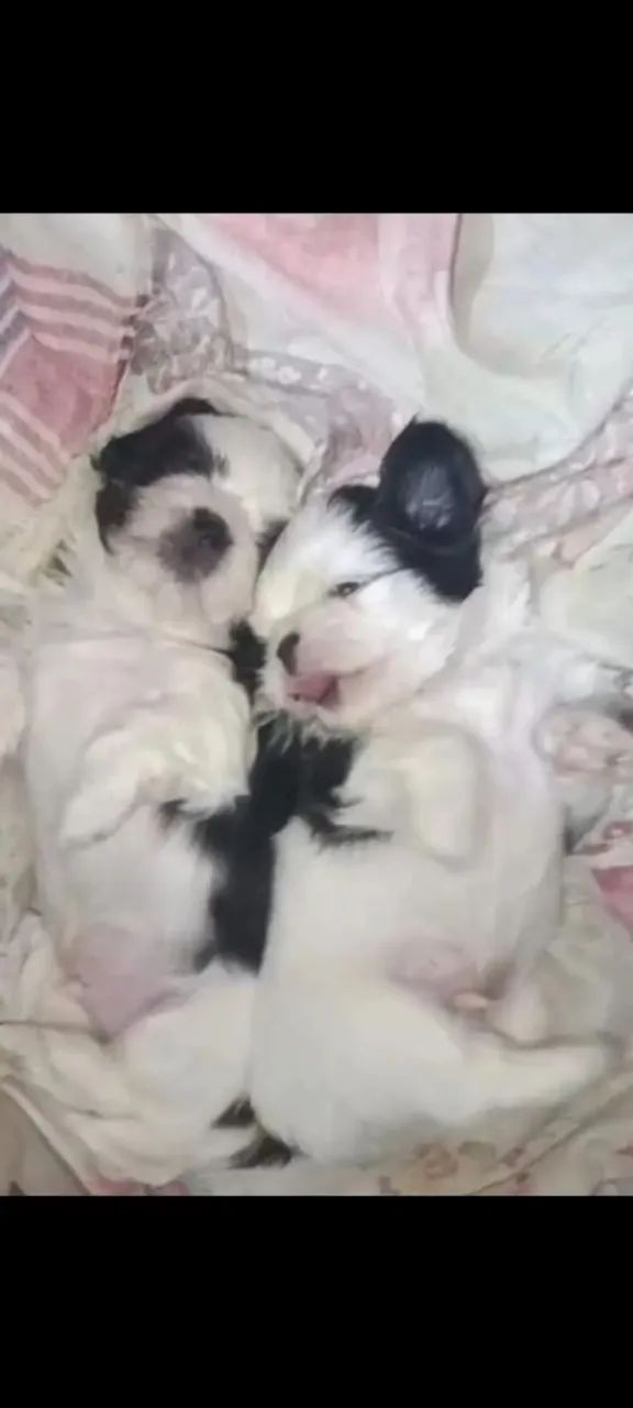 Shitzu mini  - Foto 3