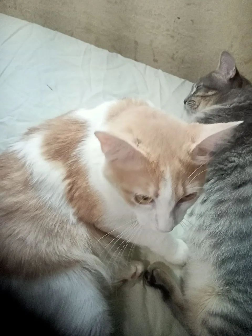 Gata pra doação  - Foto 5
