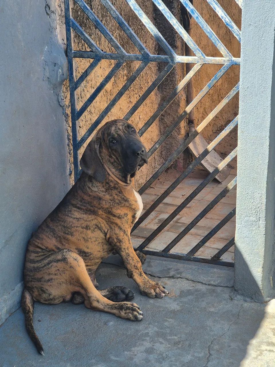 Fila Brasileiro  - Foto 2
