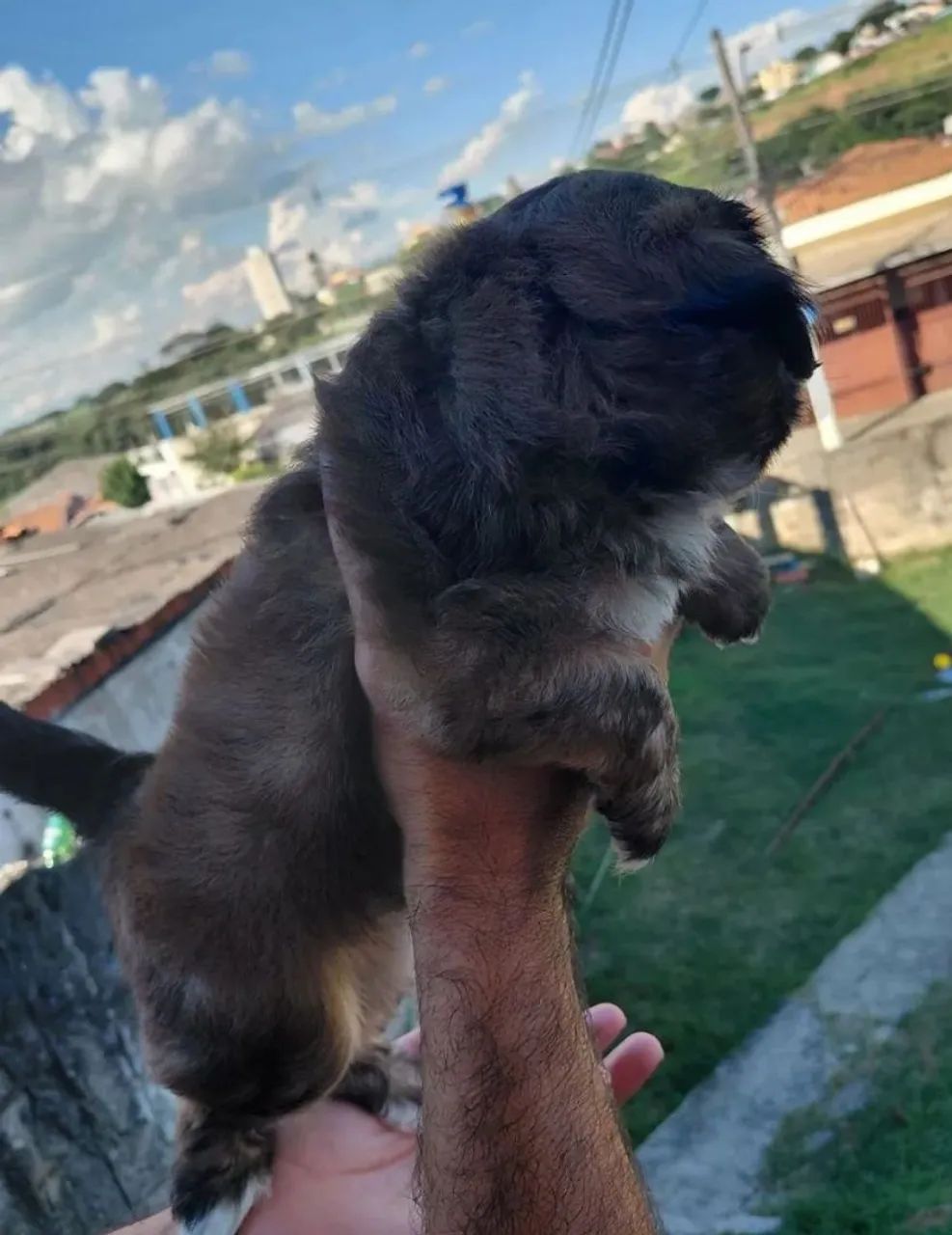 Shih tzu macho - Foto 6