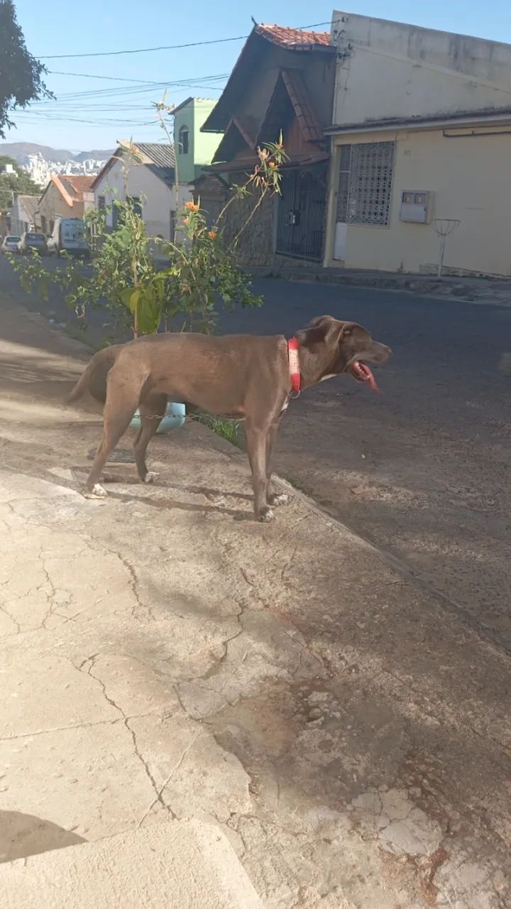 Doação de cães  - Foto 4