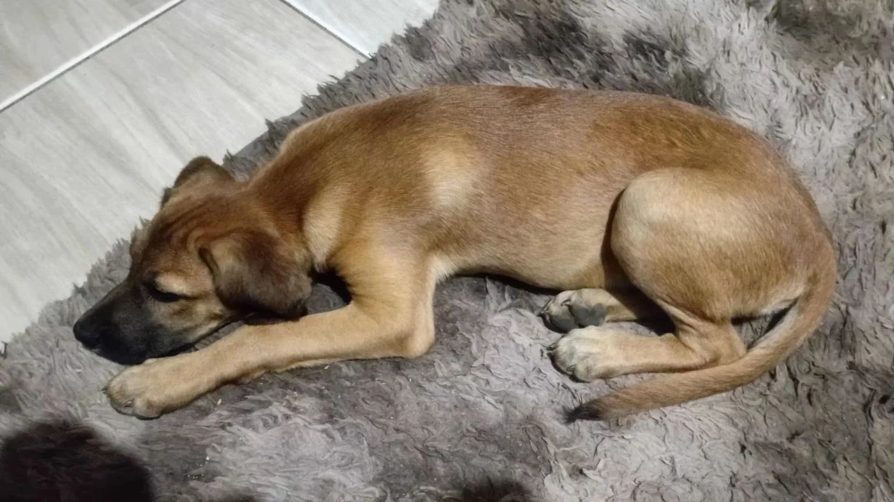 Doação 