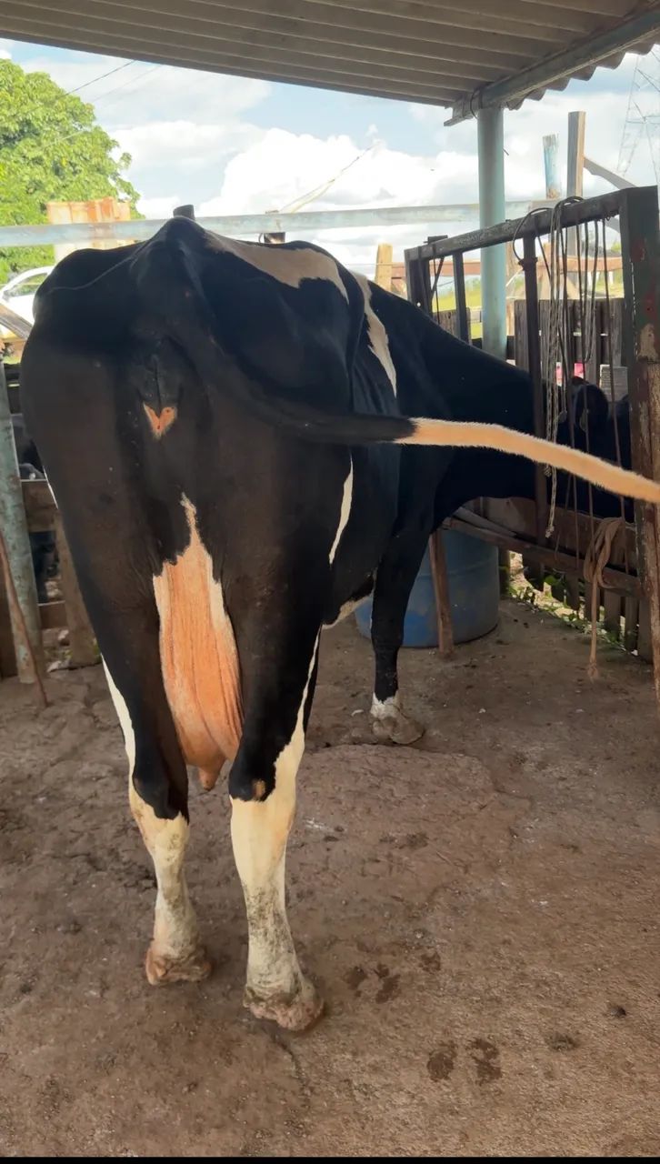 Vacas e bezerras leiteiras e cruzadas  - Foto 6