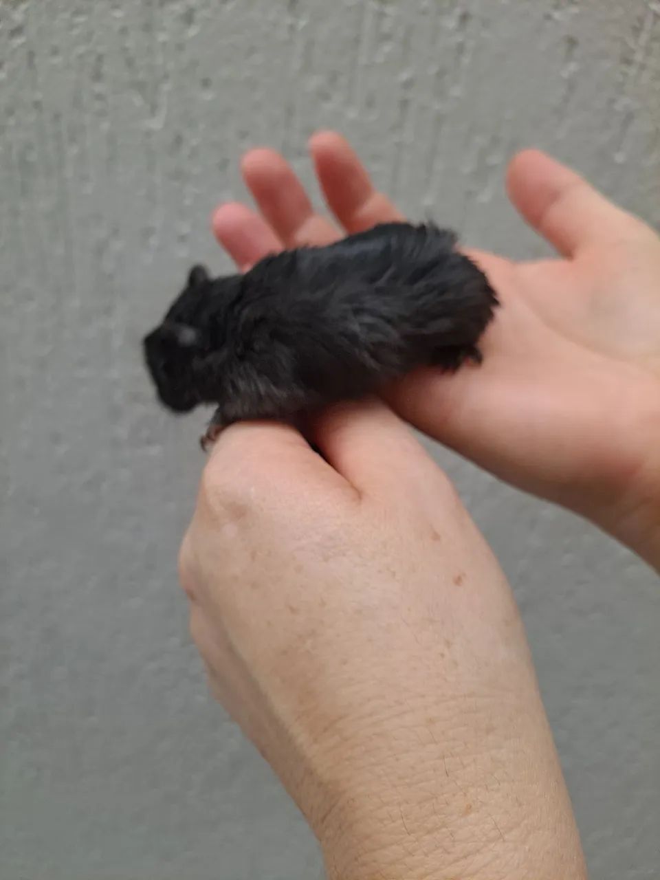 Esquilo da Mongolia Gerbil Slate - Foto 5