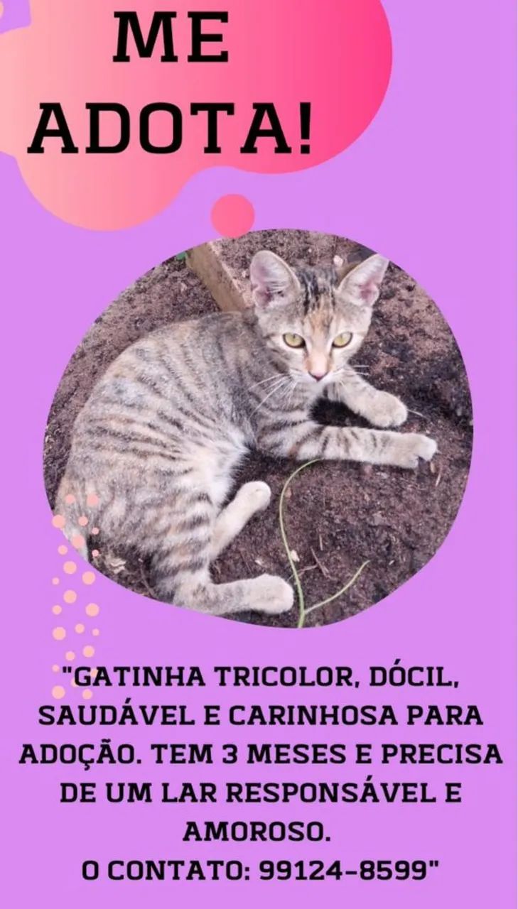 Linda gatinha (3 meses)  para adoção 