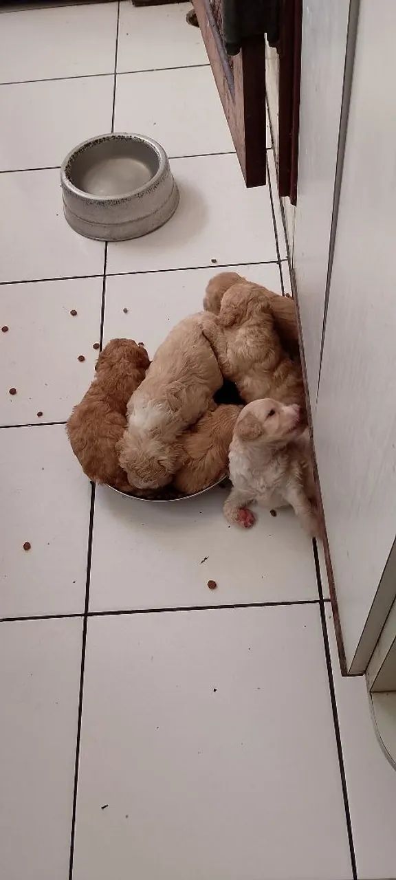 Filhotes Poodles 