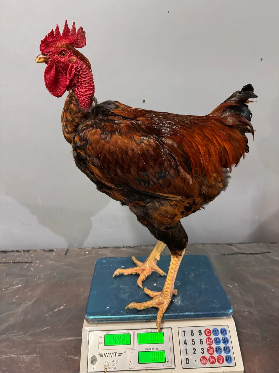 Frangos caipira 