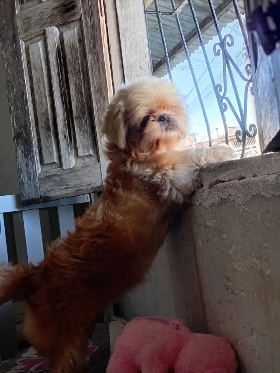 Shitzu pra reserva 