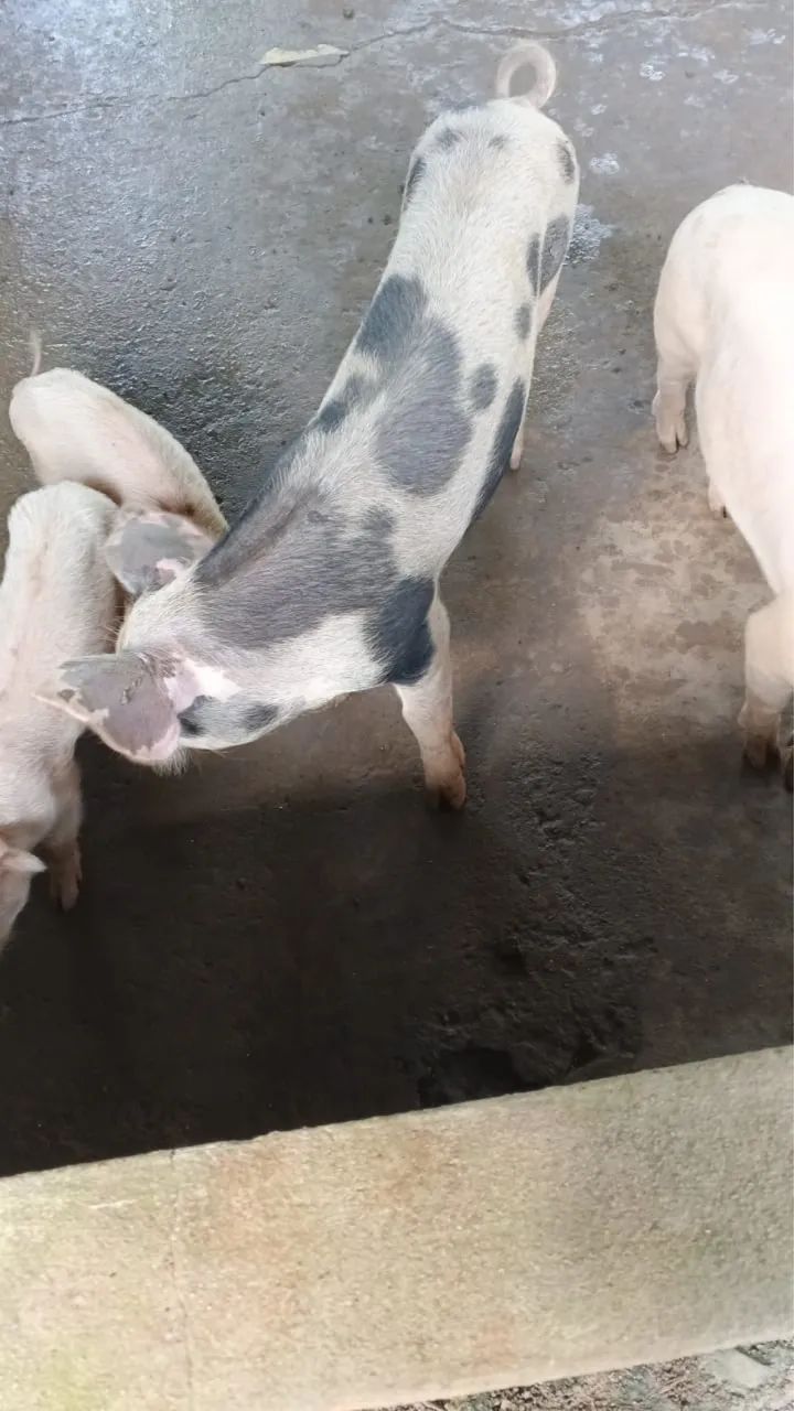 Vendo porcos  - Foto 2
