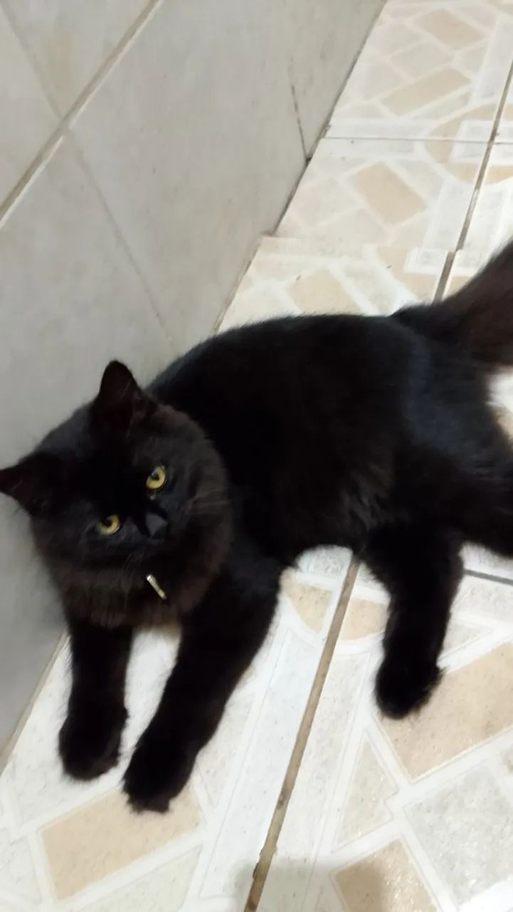 Procura gatinho perdido  - Foto 5